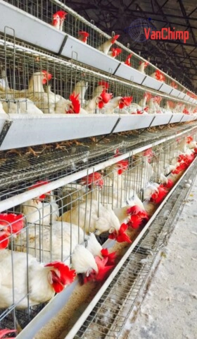 Why Chicken Prices Matter