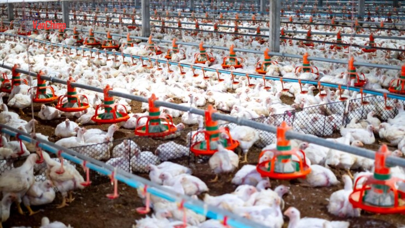 Factors Influencing Chicken Prices
